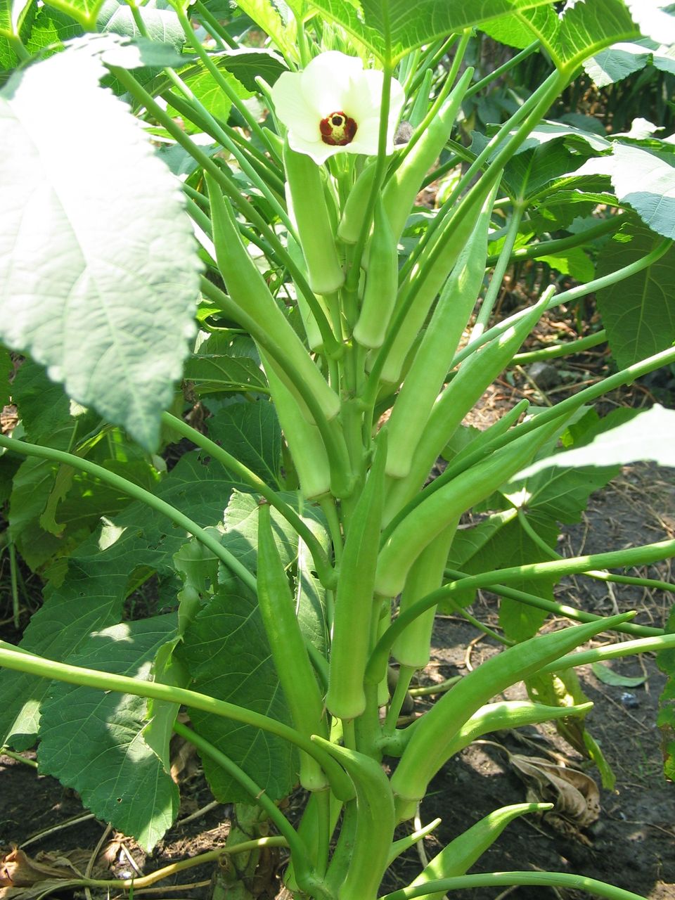 8月份佳裕公司推薦您多吃這菜，孩子多吃還能有利視力